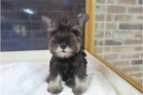 成約済の大阪府のミニチュアシュナウザー-34352の4枚目