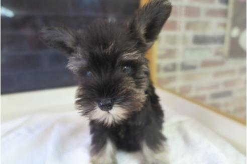 成約済の大阪府のミニチュアシュナウザー-34352の5枚目