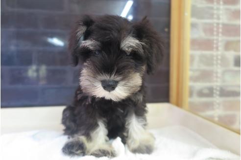 成約済の大阪府のミニチュアシュナウザー-34353の5枚目