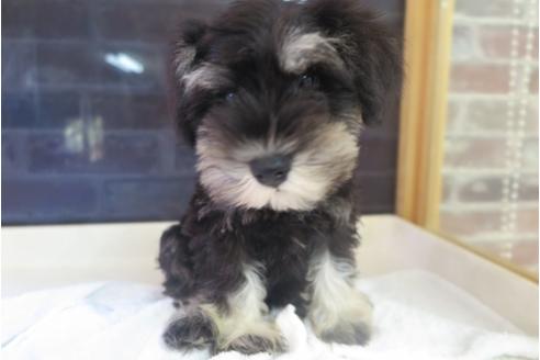 成約済の大阪府のミニチュアシュナウザー-34353の2枚目