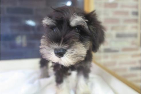 成約済の大阪府のミニチュアシュナウザー-34353の3枚目