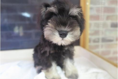 成約済の大阪府のミニチュアシュナウザー-34353の4枚目