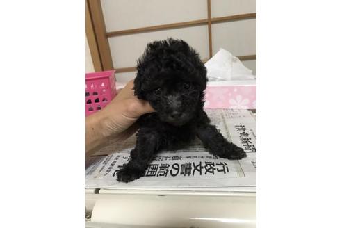 成約済の大阪府のトイプードル-34364の1枚目