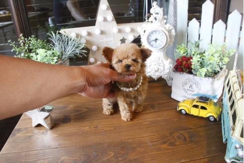 成約済の埼玉県のトイプードル-34382の4枚目