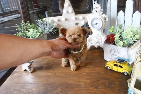 成約済の埼玉県のトイプードル-34382の5枚目