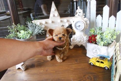 成約済の埼玉県のトイプードル-34382の1枚目