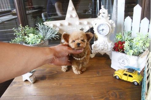 成約済の埼玉県のトイプードル-34382の2枚目