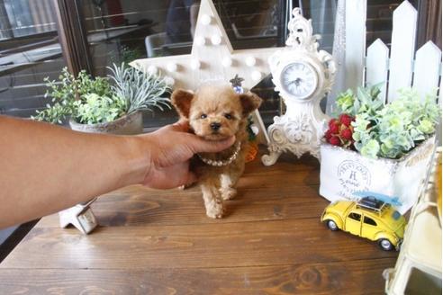 成約済の埼玉県のトイプードル-34382の3枚目