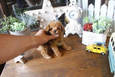 成約済の埼玉県のトイプードル-34383の3枚目