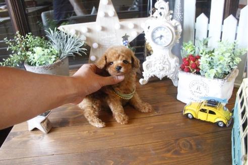 成約済の埼玉県のトイプードル-34383の4枚目