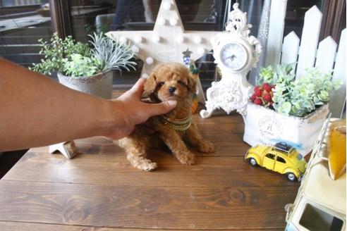 成約済の埼玉県のトイプードル-34383の5枚目