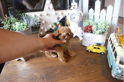 成約済の埼玉県のトイプードル-34383の1枚目