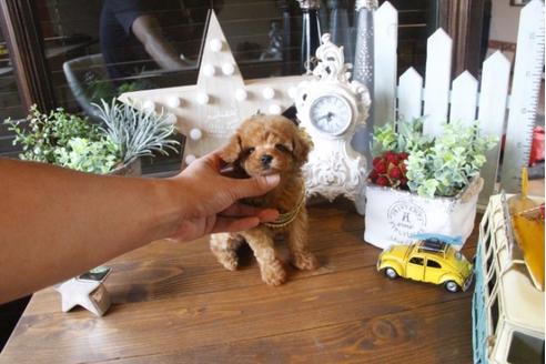 成約済の埼玉県のトイプードル-34383の2枚目