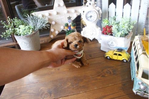 成約済の埼玉県のトイプードル-34384の1枚目