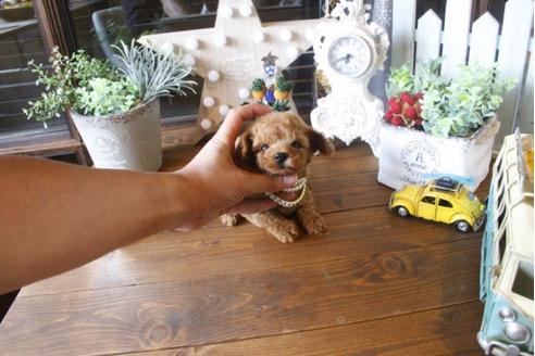 成約済の埼玉県のトイプードル-34384の2枚目