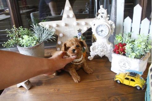 成約済の埼玉県のトイプードル-34384の3枚目