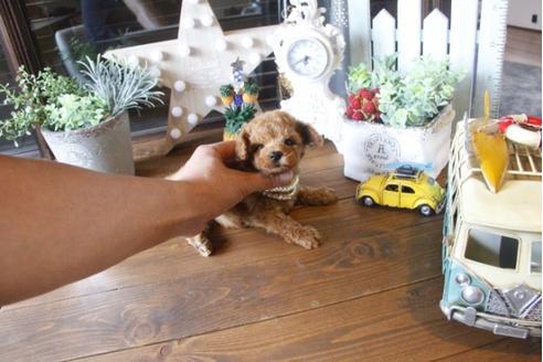 成約済の埼玉県のトイプードル-34384の4枚目