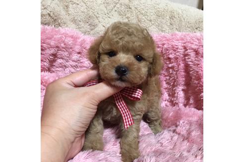 成約済の福岡県のタイニープードル-34385の5枚目
