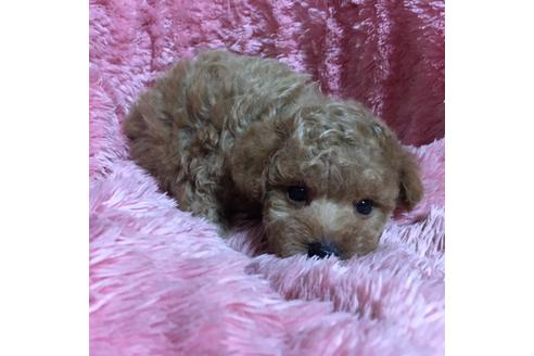 成約済の福岡県のタイニープードル-34385の4枚目