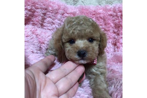 成約済の福岡県のタイニープードル-34385の3枚目