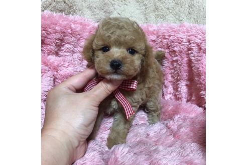 成約済の福岡県のタイニープードル-34385の2枚目