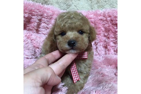 成約済の福岡県のタイニープードル-34385の1枚目