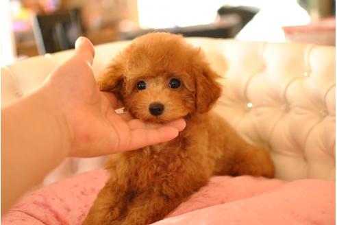 成約済の茨城県のトイプードル-33734の1枚目