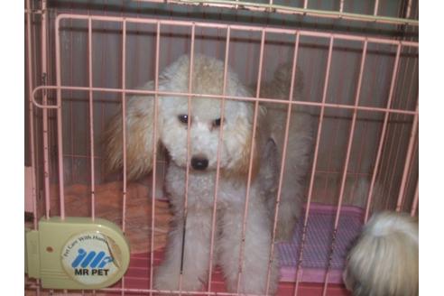 成約済の茨城県のトイプードル-34411の1枚目