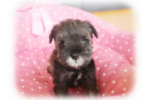 成約済の大阪府のミニチュアシュナウザー-34414の4枚目