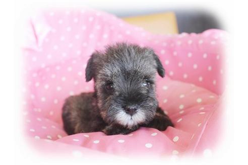 成約済の大阪府のミニチュアシュナウザー-34414の2枚目