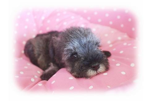 成約済の大阪府のミニチュアシュナウザー-34414の3枚目