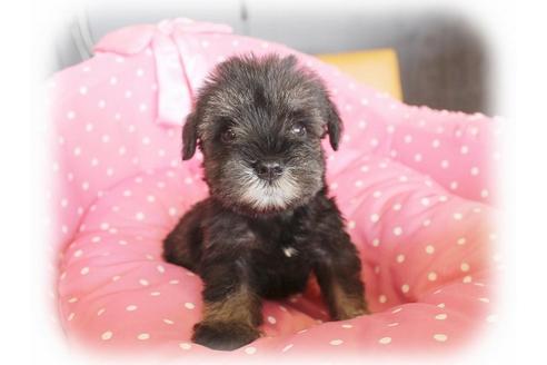 成約済の大阪府のミニチュアシュナウザー-34415の3枚目