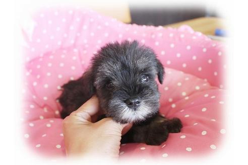 成約済の大阪府のミニチュアシュナウザー-34415の4枚目