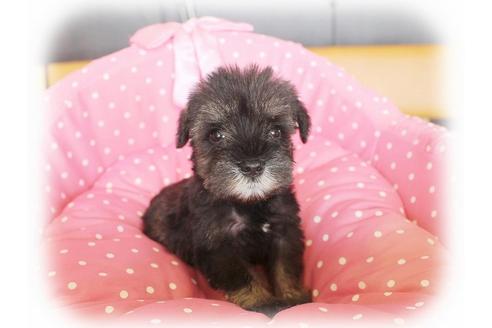 成約済の大阪府のミニチュアシュナウザー-34415の5枚目