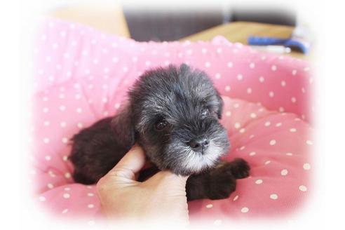 成約済の大阪府のミニチュアシュナウザー-34415の1枚目