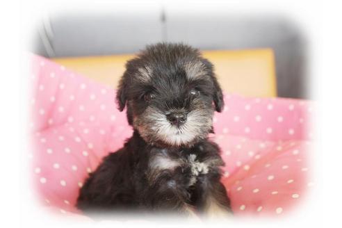 成約済の大阪府のミニチュアシュナウザー-34416の1枚目