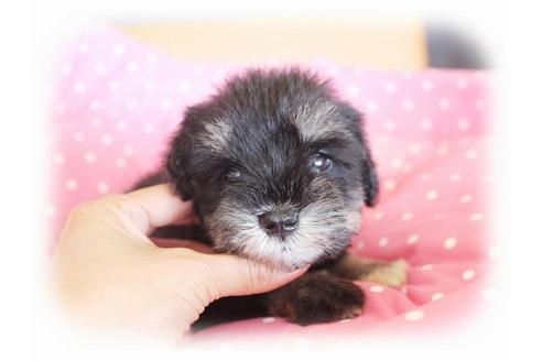 成約済の大阪府のミニチュアシュナウザー-34416の2枚目