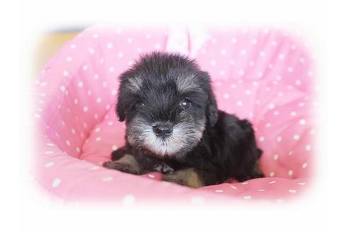 成約済の大阪府のミニチュアシュナウザー-34416の3枚目