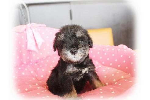 成約済の大阪府のミニチュアシュナウザー-34416の4枚目