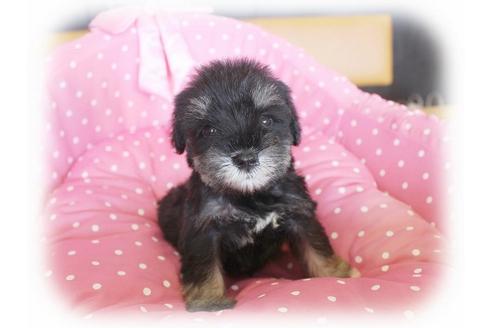 成約済の大阪府のミニチュアシュナウザー-34416の5枚目