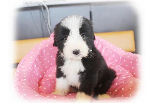 成約済の大阪府のビアデッドコリー-34417の4枚目