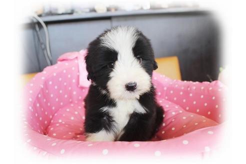 成約済の大阪府のビアデッドコリー-34417の5枚目