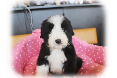 成約済の大阪府のビアデッドコリー-34417の1枚目