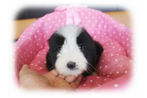 成約済の大阪府のビアデッドコリー-34417の2枚目