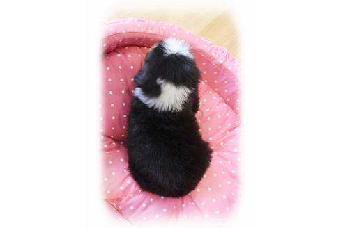 成約済の大阪府のビアデッドコリー-34417の3枚目