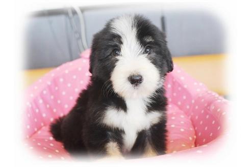 成約済の大阪府のビアデッドコリー-34418の3枚目