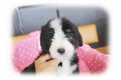 成約済の大阪府のビアデッドコリー-34418の4枚目