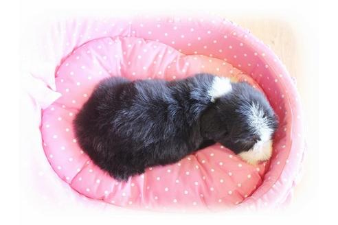 成約済の大阪府のビアデッドコリー-34418の2枚目