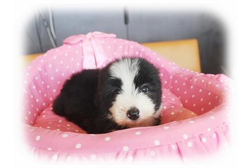 成約済の大阪府のビアデッドコリー-34419の1枚目