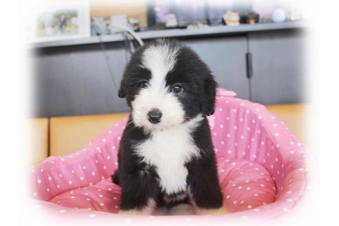 成約済の大阪府のビアデッドコリー-34419の2枚目